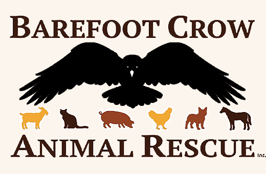 Barefoot Crow Animal Rescue